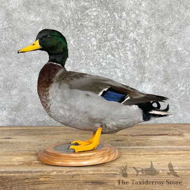Mallard Duck Drake Taxidermy Mount For Sale #26450 - The Taxidermy Store