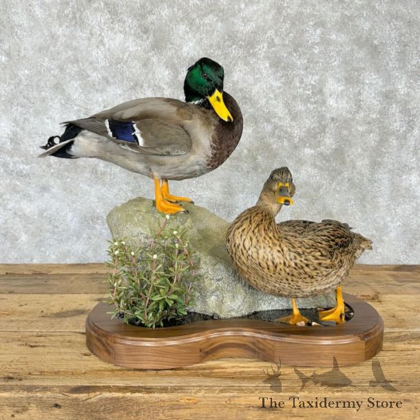 Mallard Duck Scene Mount For Sale #29006 @ The Taxidermy Store