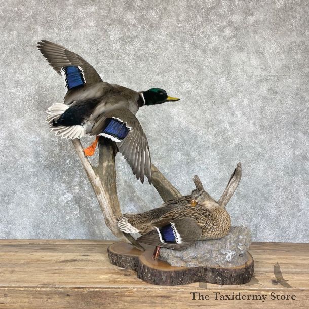 Mallard Duck Scene Taxidermy Mount For Sale #26444 @ The Taxidermy Store