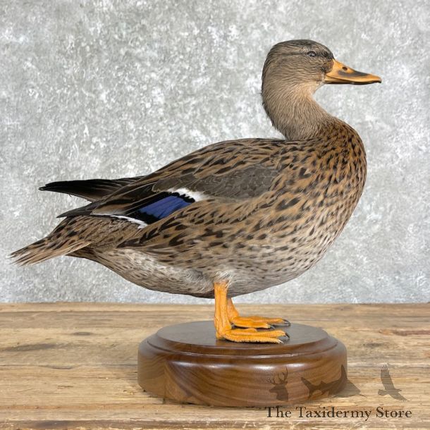 Mallard Duck Taxidermy Mount For Sale #26197 - The Taxidermy Store
