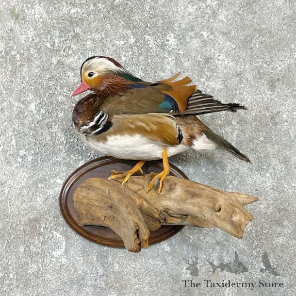 Mandarin Duck Bird Mount For Sale #26277 @ The Taxidermy Store