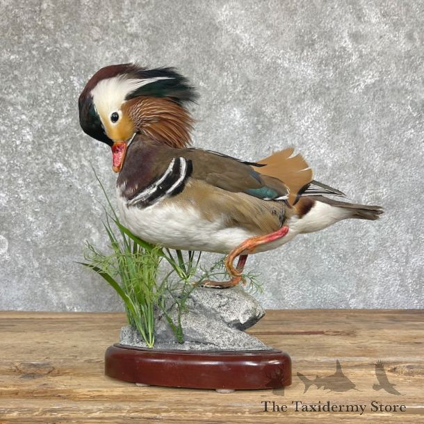 Mandarin Duck Bird Mount For Sale #26357 @ The Taxidermy Store
