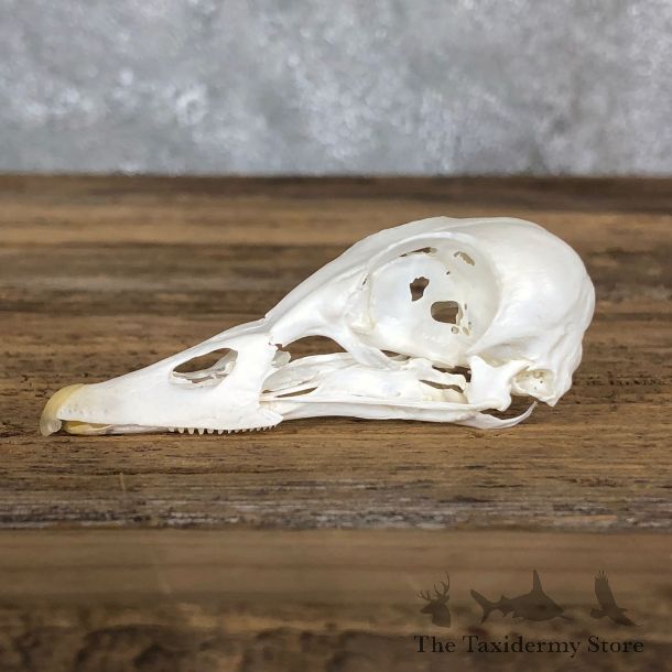 Mandarin Duck Skull Mount For Sale #19584 @ The Taxidermy Store