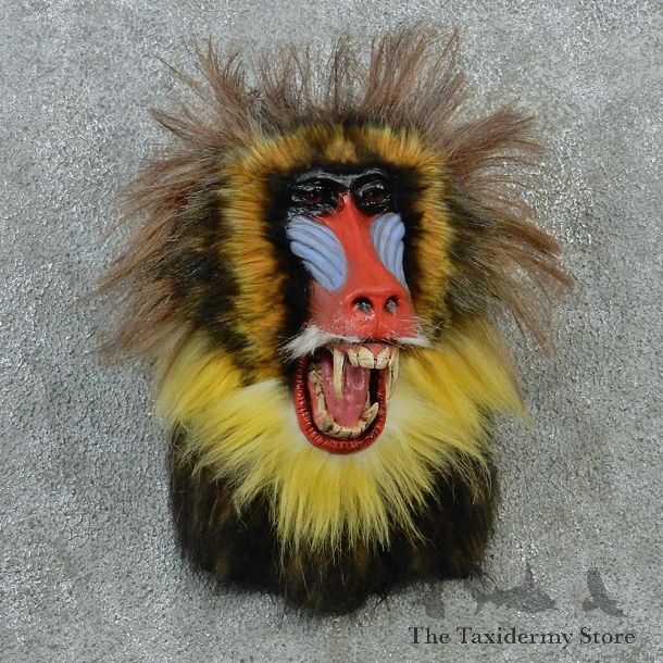 Mandrill Baboon Taxidermy Shoulder Mount #12909 For Sale @ The Taxidermy Store