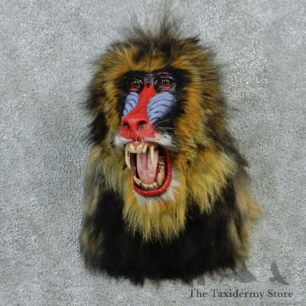 Mandrill Baboon Taxidermy Shoulder Mount #12908 For Sale @ The Taxidermy Store