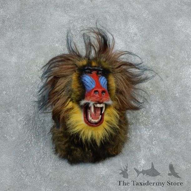 Reproduction Mandrill Baboon Mount For Sale #18307 @ The Taxidermy Store