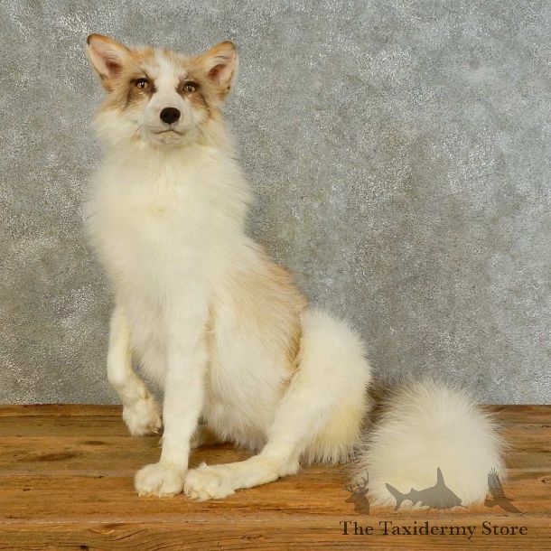 Red Marble Fox Life-Size Mount For Sale #16494 @ The Taxidermy Store