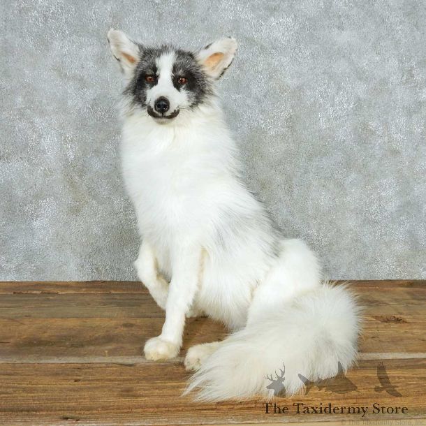 Sitting Marble Arctic Fox Life Size Mount #13545 For Sale @ The Taxidermy Store