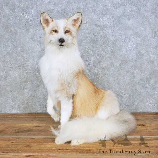 Standing Red Marbled Fox Mount For Sale #14701 @ The Taxidermy Store