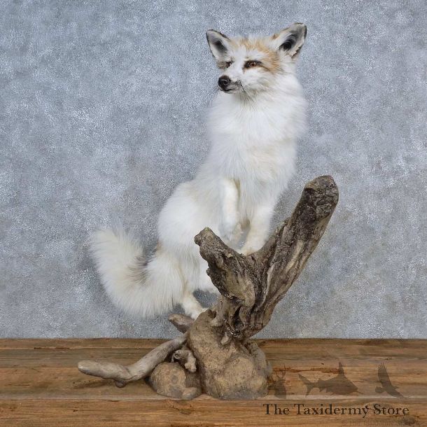 Marble Arctic Fox Mount For Sale #15578 @ The Taxidermy Store