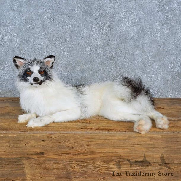 Arctic Marble Fox Mount For Sale #15416 @ The Taxidermy Store
