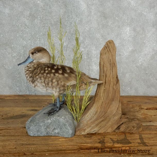 Marbled Duck Bird Mount For Sale #17845 - The Taxidermy Store
