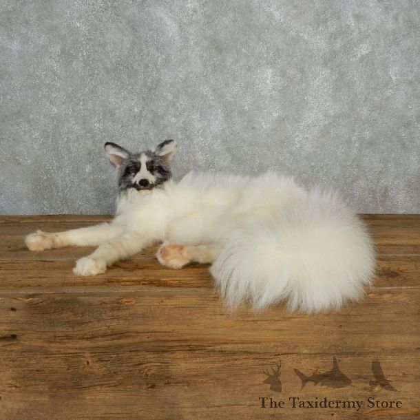 Marbled Fox Life-Size Mount For Sale #17828 @ The Taxidermy Store