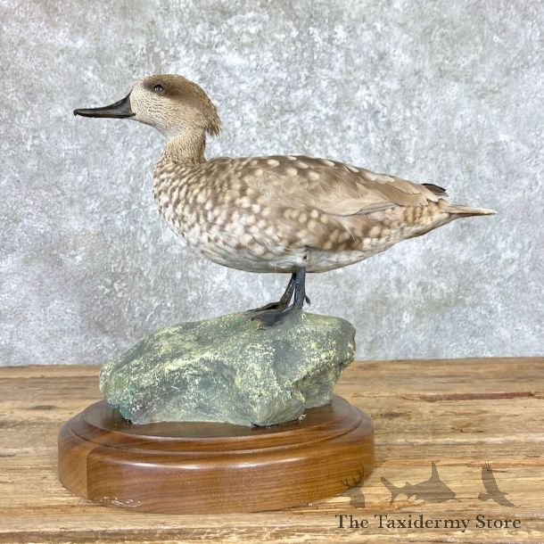 Marbled Teal Duck Bird Mount For Sale #26672 - The Taxidermy Store