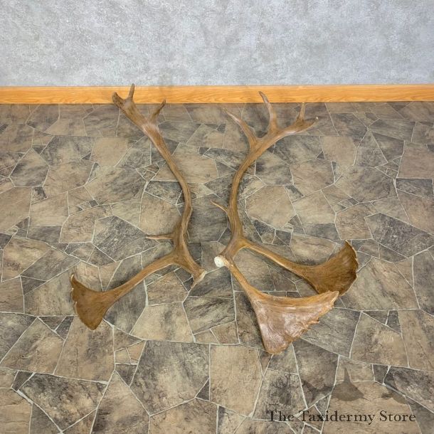 Matched Set Caribou Antlers For Sale #23008 @ The Taxidermy Store