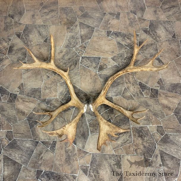 Matched Set Caribou Antlers For Sale #23009 @ The Taxidermy Store