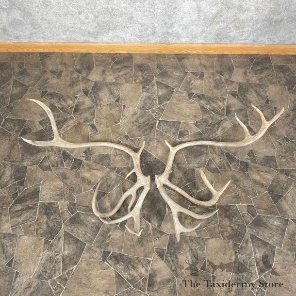 Matched Set Caribou Antlers For Sale #25119 @ The Taxidermy Store