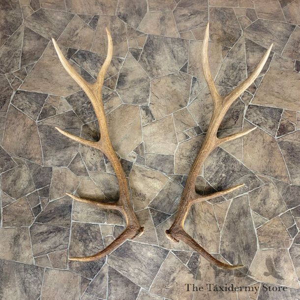 Matched Set Elk Antlers For Sale #23010 @ The Taxidermy Store