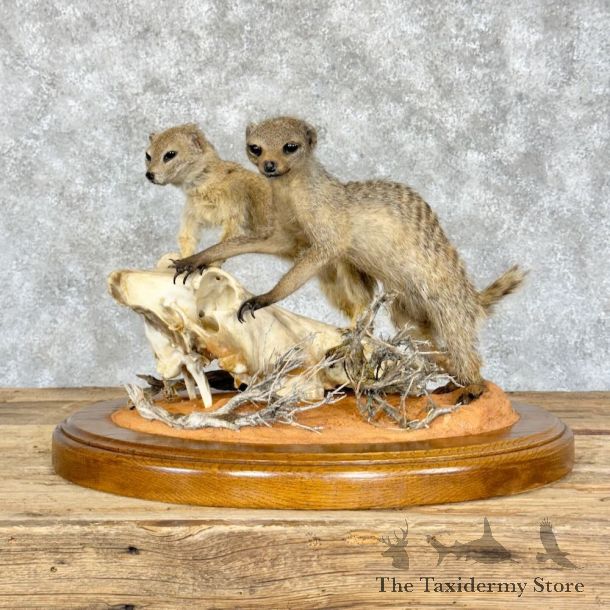 Meerkat Pair Life-Size Mount For Sale #28805 @ The Taxidermy Store
