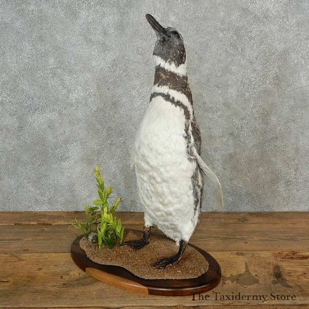 Megallanic Penguin Bird Mount For Sale #16965 @ The Taxidermy Store