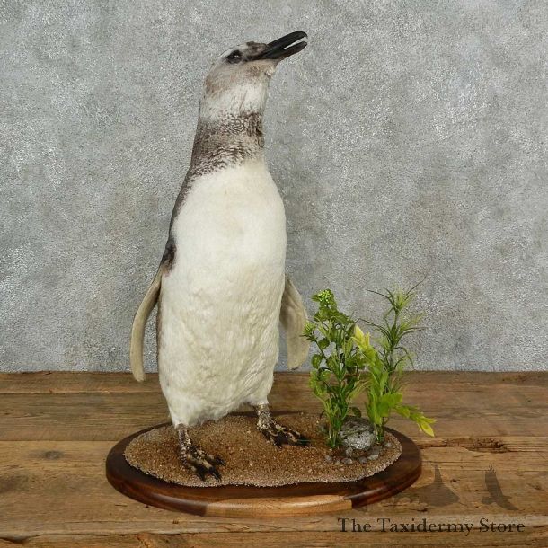 Magellanic Penguin Bird Mount For Sale #16966 @ The Taxidermy Store