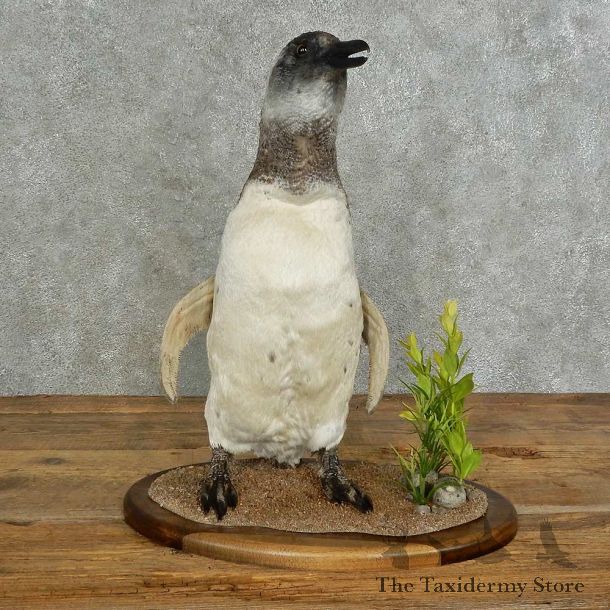 Magellanic Penguin Bird Mount For Sale #16969 @ The Taxidermy Store