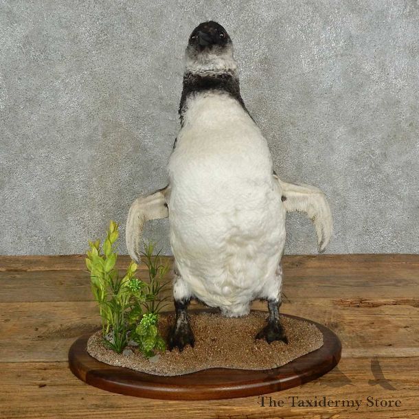 Magellanic Penguin Bird Mount For Sale #16970 @ The Taxidermy Store