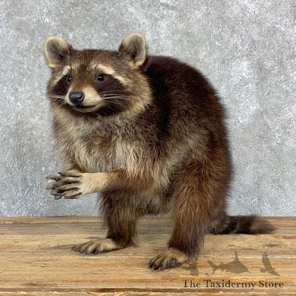 Melanistic Raccoon Life-Size Mount For Sale #23176 @ The Taxidermy Store