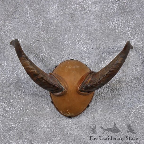 Merino Ram Leather Horn Plaque #10526 For Sale @ The Taxidermy Store