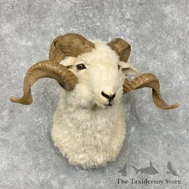 Merino Sheep Mount For Sale #25325 @ The Taxidermy Store
