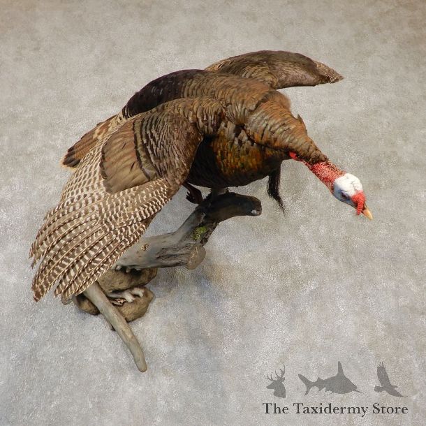 Merriam's Turkey Bird Mount For Sale #20790 @ The Taxidermy Store