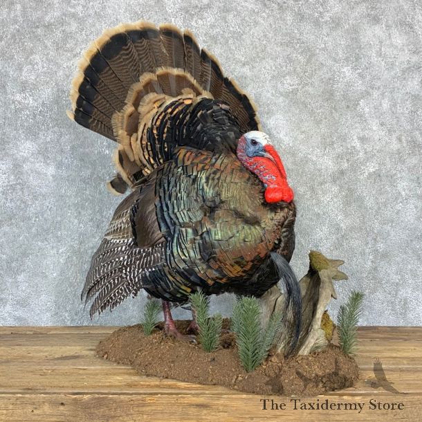 Merriam's Turkey Bird Mount For Sale #23218 @ The Taxidermy Store