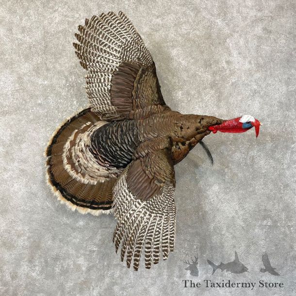 Merriam's Turkey Bird Mount For Sale #24757 @ The Taxidermy Store