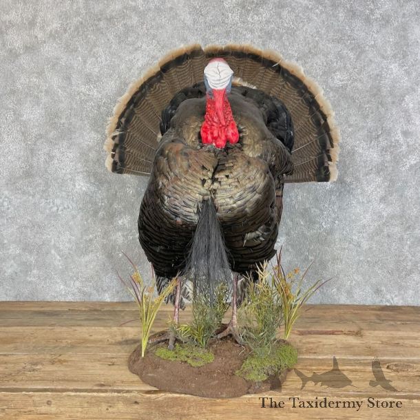 Merriam's Turkey Bird Mount For Sale #27974 @ The Taxidermy Store