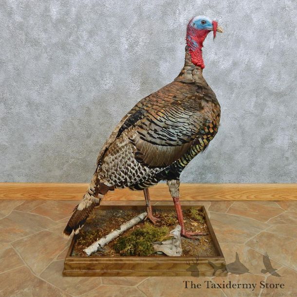 Merriams Wild Turkey Life Size Taxidermy Mount #12590 For Sale @ The Taxidermy Store