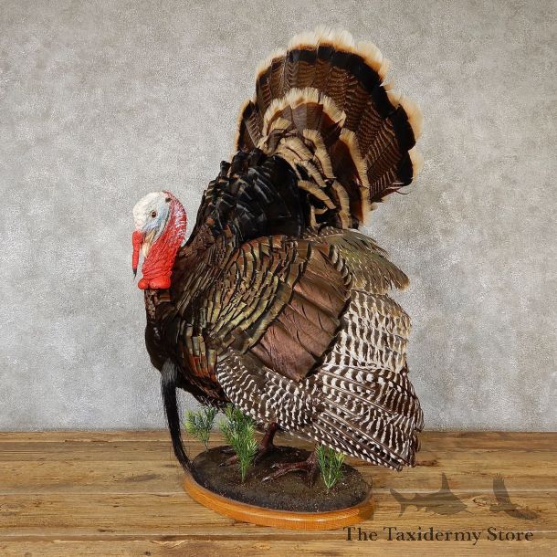 Merriams Turkey Flying Life Size Taxidermy Mount #19353 For Sale @ The Taxidermy Store