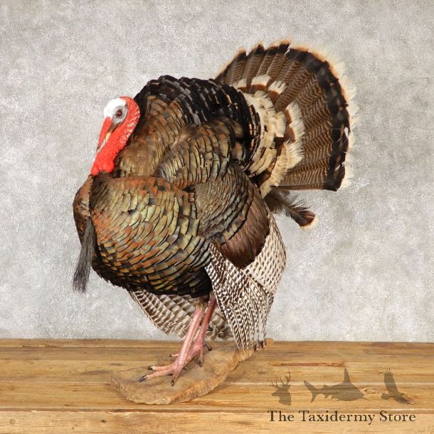 Merriams Turkey Life Size Taxidermy Mount #20608 For Sale @ The Taxidermy Store