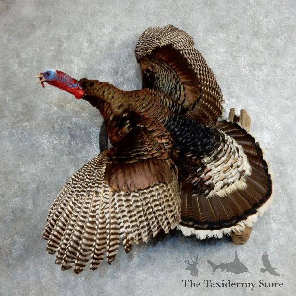 Merriams Turkey Flying Life Size Taxidermy Mount #18046 For Sale @ The Taxidermy Store