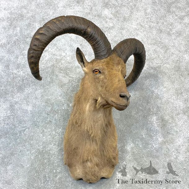 Mid-Caucasian Tur Taxidermy Shoulder Mount #23074 For Sale @ The Taxidermy Store