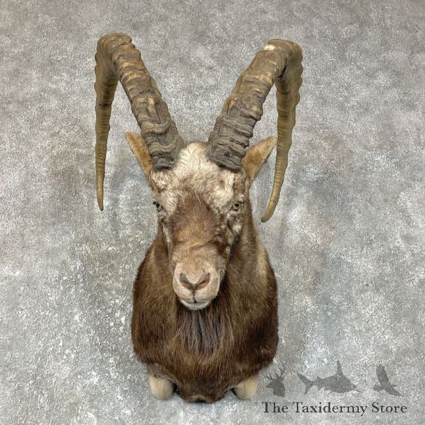 Mid Asian Ibex Shoulder Mount For Sale #25704 @ The Taxidermy Store