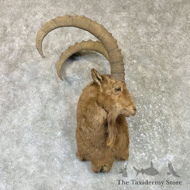 Mid Asian Ibex Shoulder Mount For Sale #26483 @ The Taxidermy Store