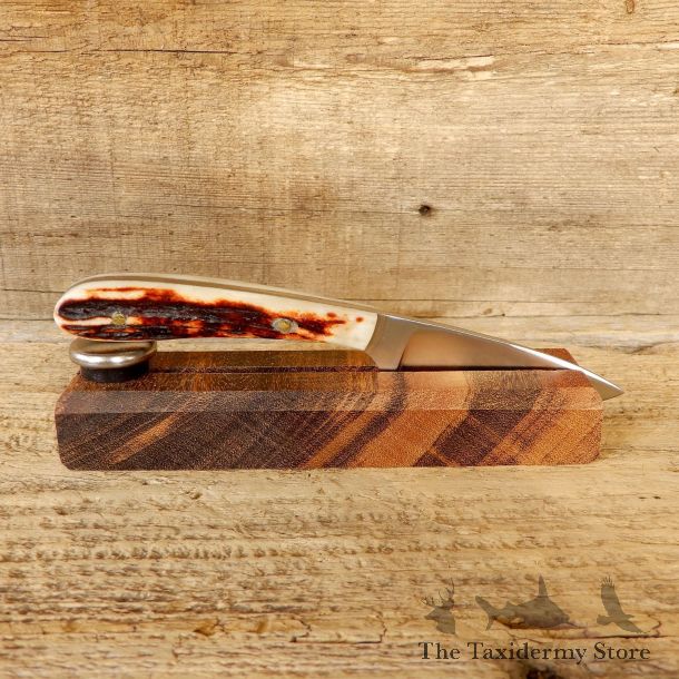 Mini Caper Caping Knife For Sale #19211 @ The Taxidermy Store