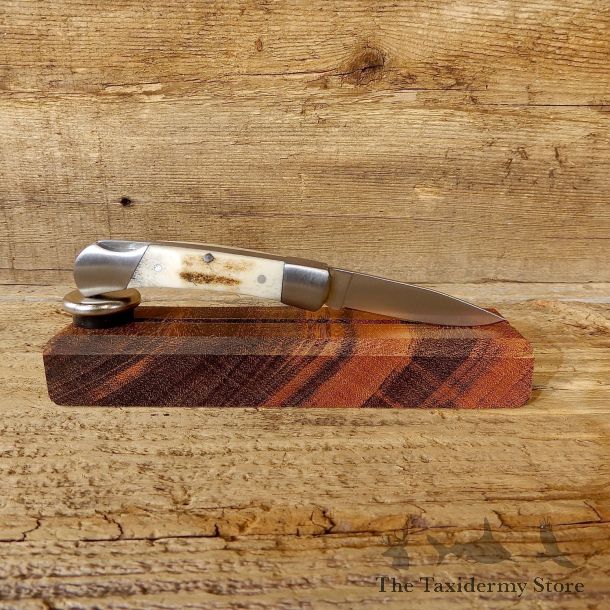 Mini Folding Pocket Clip with Elk Antler Handle For Sale #19223 @ The Taxidermy Store