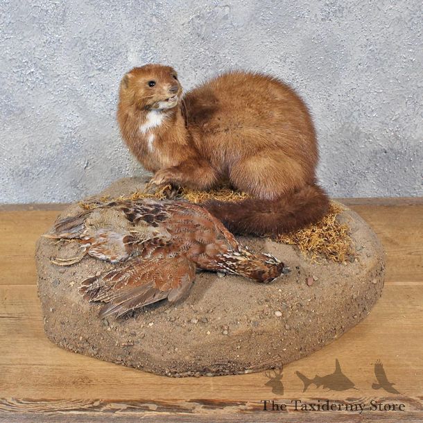 American Mink w/ Quail #11970 For Sale @ The Taxidermy Store