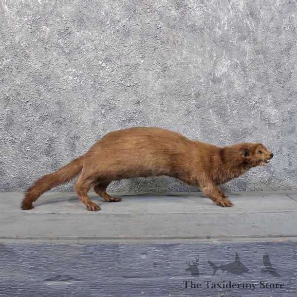 Mink Life Size Mount #11704 For Sale @ The Taxidermy Store