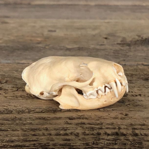 Mink Full Skull Taxidermy Mount For Sale #19824 @ The Taxidermy Store