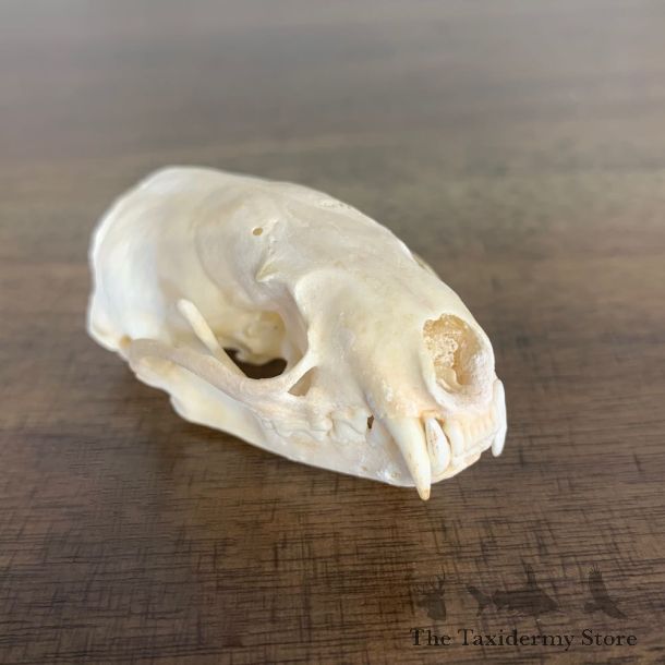 Mink Full Skull Taxidermy Mount For Sale #22245 @ The Taxidermy Store
