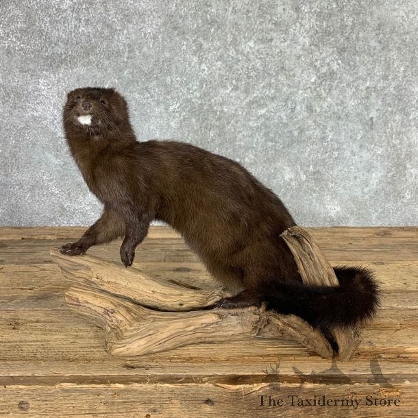 Mink Life-Size Taxidermy Mount For Sale #22929 @ The Taxidermy Store