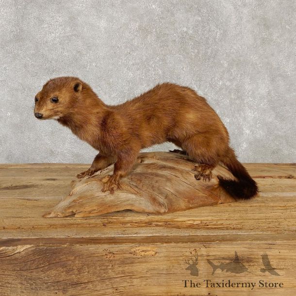 Mink Life-Size Mount For Sale #20120 @ The Taxidermy Store