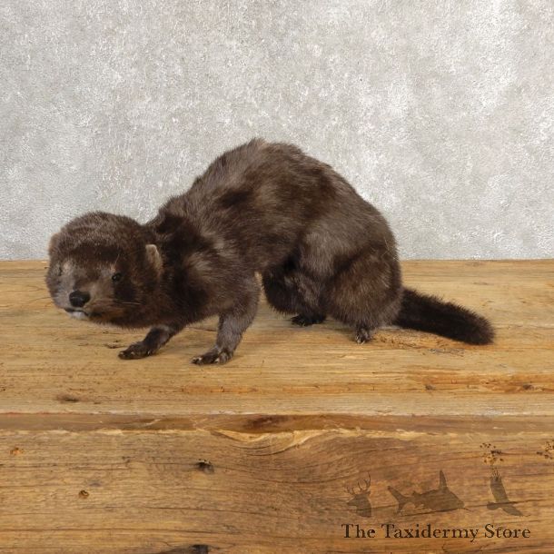 Mink Life-Size Mount For Sale #20632 @ The Taxidermy Store